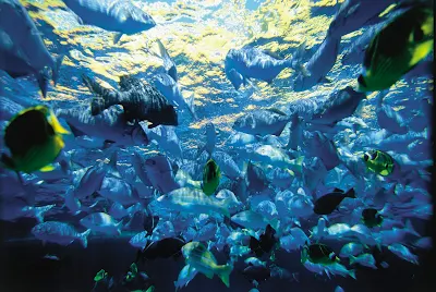 Underwater view of tropical fish inside Molokini Crater, a popular scuba and snorkeling site off Maui's southwest coast.