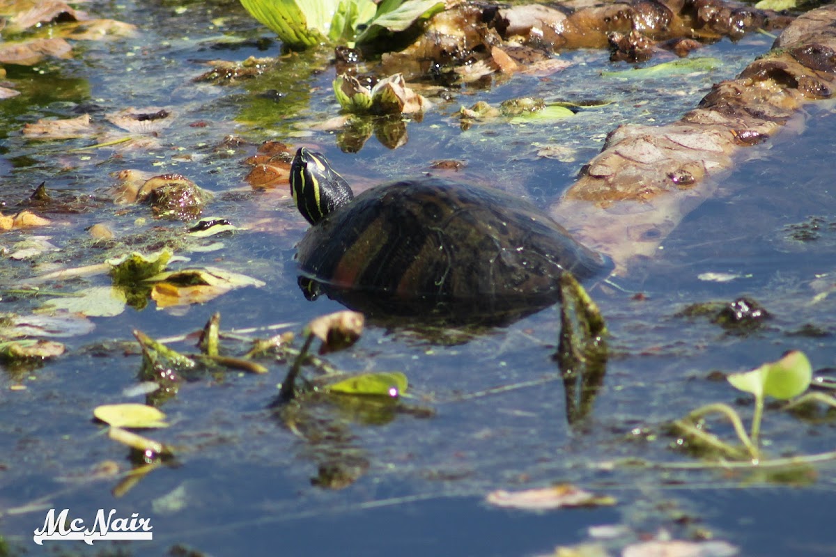 Red-bellied Cooter Turtle