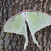 Luna Moth