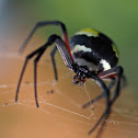 Writing Spider or Black and Yellow Garden Spider