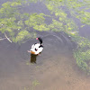 Shelduck