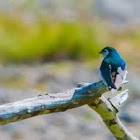 Violet-Green Swallow