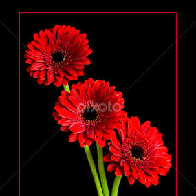 RED GERBERA by Oma Sjon - Flowers Flowers 2011-2013