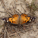 American Painted Lady or American Lady