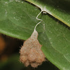 Wasp Cocoons
