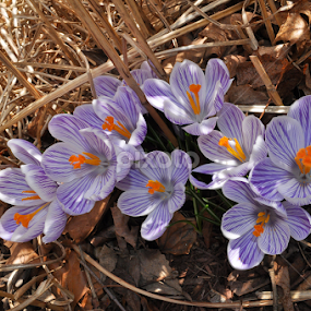 Wanting Spring by Corinne Noon - Flowers Flower Gardens