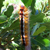 Cape Lappet Moth caterpillar