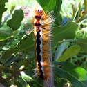 Cape Lappet Moth caterpillar
