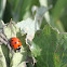 Seven-spotted Lady Beetle