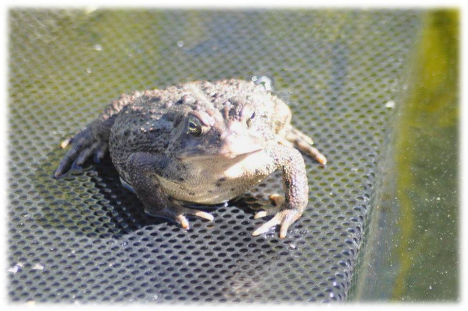 Woodhouse's toad