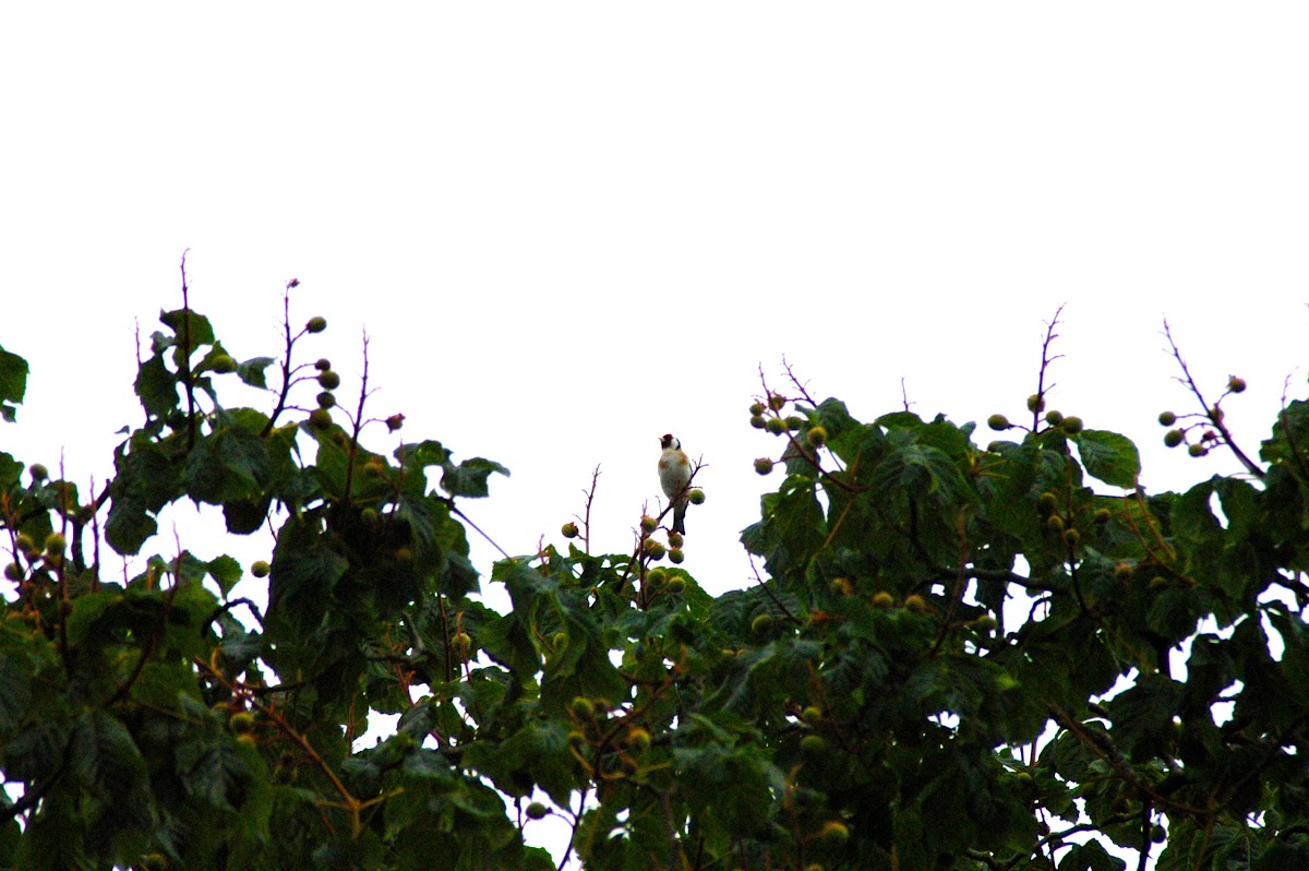 European Goldfinch