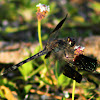 Banded-winged Dragonlet Dragonfly