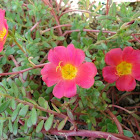 Moss-rose Purslane or Moss-rose