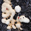 Dog Puke Slime Mold