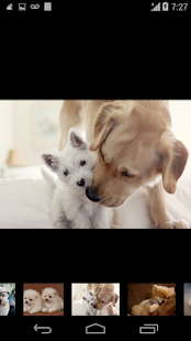 Free Download wallpaper beautiful dog APK