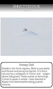 Owls of Japan Screen 2