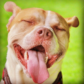 Davis by Rusty Jhorn - Animals - Dogs Portraits