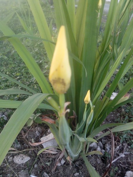 [S] Yellow Walking Iris or Forenoon Yellow Flag