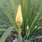 [S] Yellow Walking Iris or Forenoon Yellow Flag