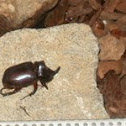 European rhinoceros beetle