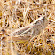 Common Green Grasshopper; Saltamontes