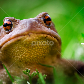 Frogy by MIhail Syarov - Animals Amphibians