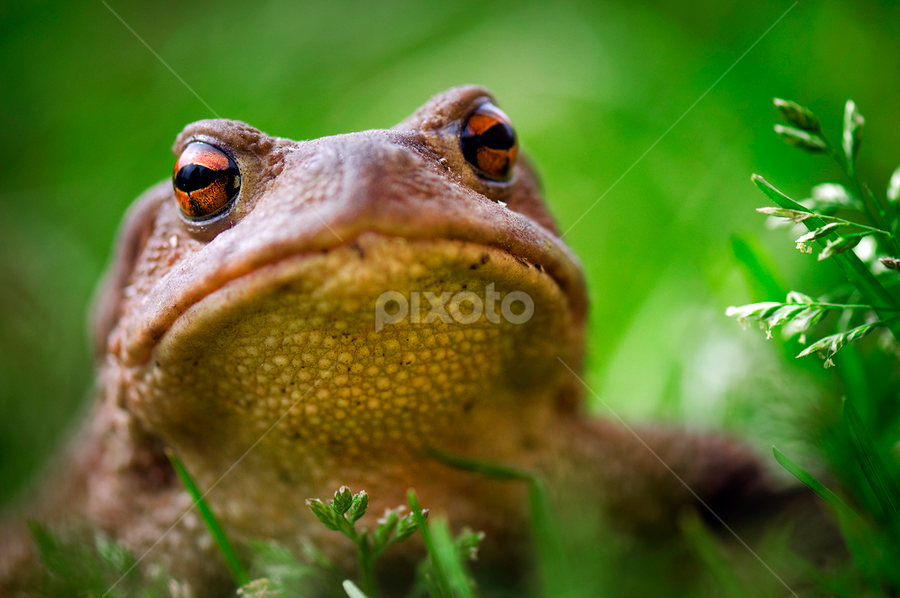 Frogy by MIhail Syarov - Animals Amphibians