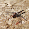 Blue Corporal