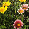 Various ground cover flowers