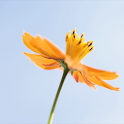 Sunshine & Flower Wallpapers logo