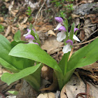 Purple-hooded Orchis