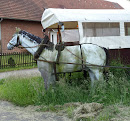 Pferd mit Kutsche