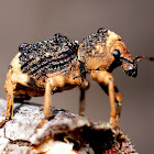 Black-brown Weevil