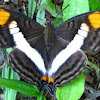 Linda's Emperor Butterfly