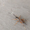 Banded Pupa Parasite Wasp