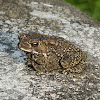 Black-spined Toad 