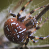 Four-Spot Orb-Weaver