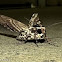 Rustic Sphinx Moth