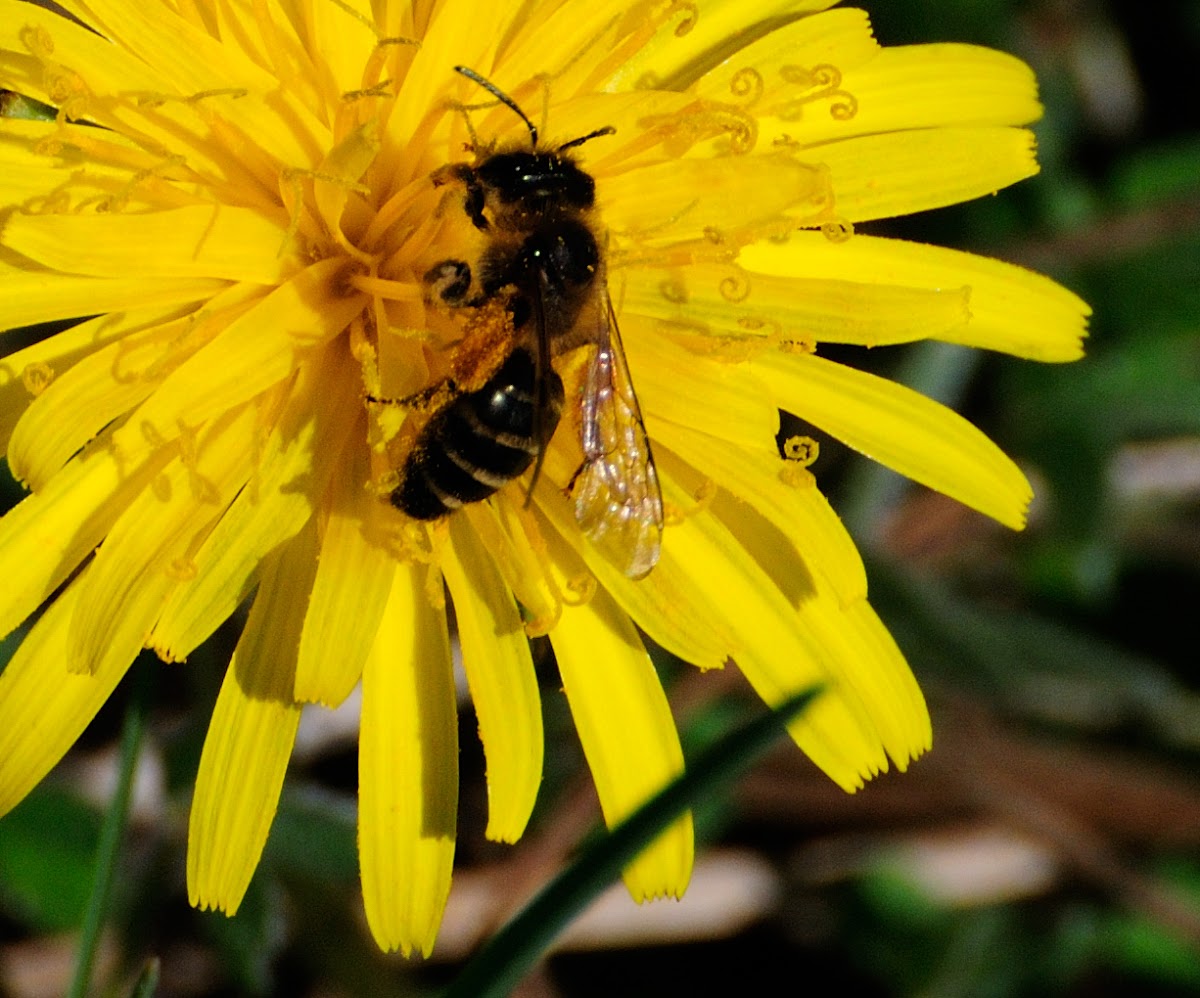 European Honey bee, abeja doméstica