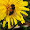 European Honey bee, abeja doméstica