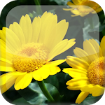 Sunflower S5 Live Wallpaper Apk