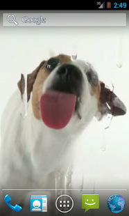 Dog Licks Screen Wallpaper