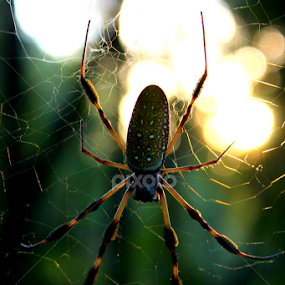 by BJ Williamson - Animals Insects & Spiders