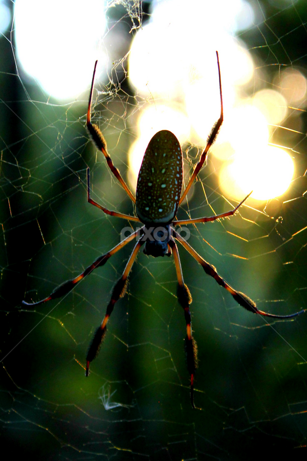 by BJ Williamson - Animals Insects & Spiders