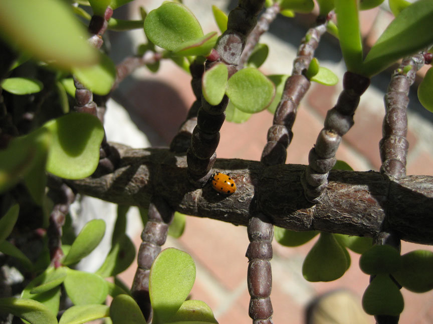 Convergent Lady Beetle