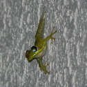 Cuban Tree Frog (juvenile)
