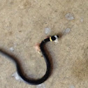 Northern Ring-necked snake