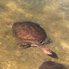 Florida Soft Shell turtles