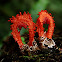 Laternea Stinkhorn