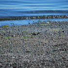 Spotted Sandpiper, nonbreeding